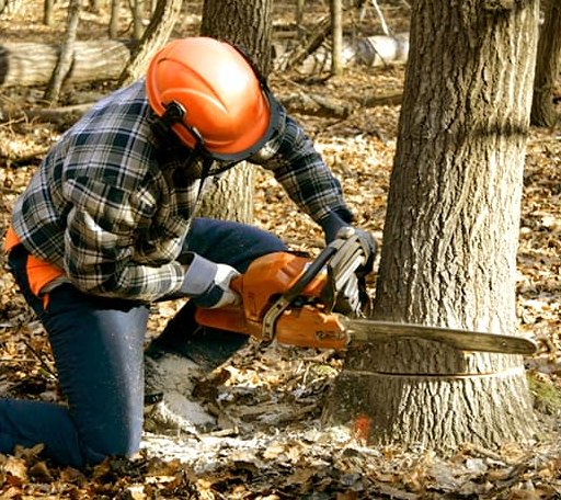 Tree Removal in New Salem, ND